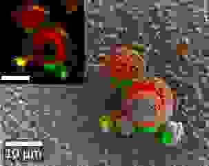 Raman-SEM image of Li(NiMnCo)O2 particles